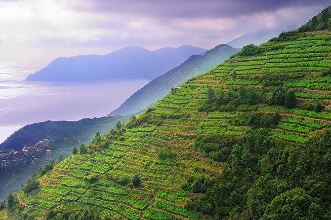 Private Cinque Terre & Pisa Day Trip From the Port of Livorno - Local Insights and Experiences