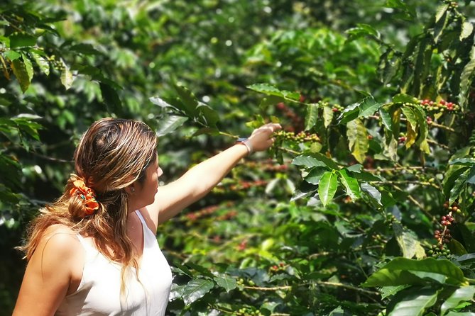 Private City Tour in Bucaramanga and Artisanal Coffee Tasting - Accessibility and Suitability