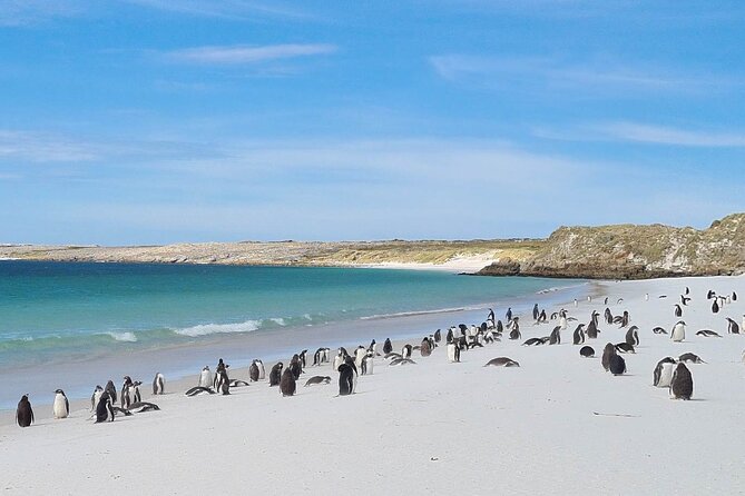 Private Coastal Gems Tour: Penguins, Scenery & Stanley - Key Points