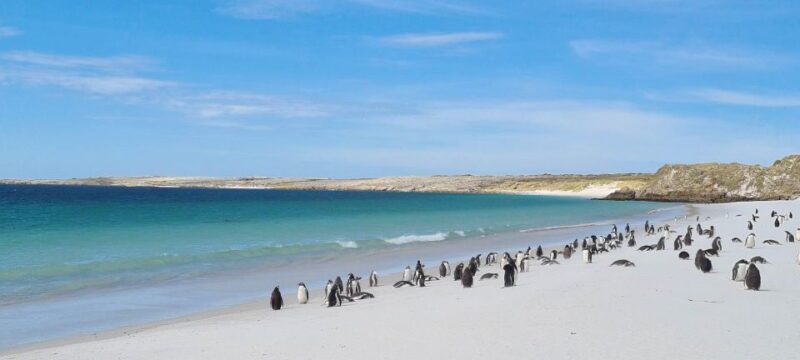 Private Coastal Gems Tour: Penguins, Scenery & Stanley - Experience Highlights