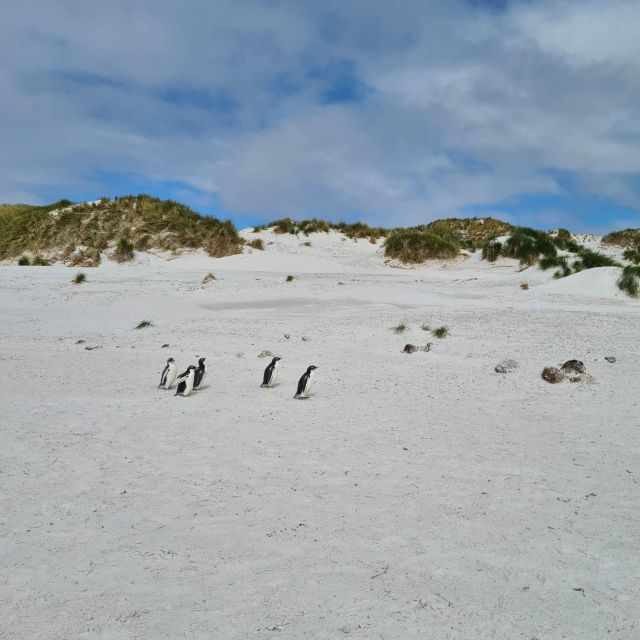 Private Coastal Gems Tour: Penguins, Scenery & Stanley - Visit Iconic Landmarks
