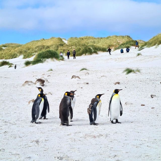 Private Coastal Gems Tour: Penguins, Scenery & Stanley - Frequently Asked Questions