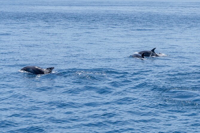 Private Coastline and Dolphins Yacht Cruise From Albufeira - Onboard Amenities and Inclusions