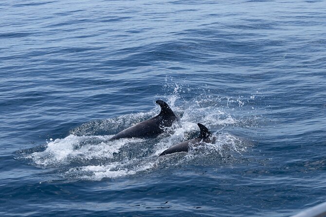 Private Coastline and Dolphins Yacht Cruise From Albufeira - Booking and Pricing Information