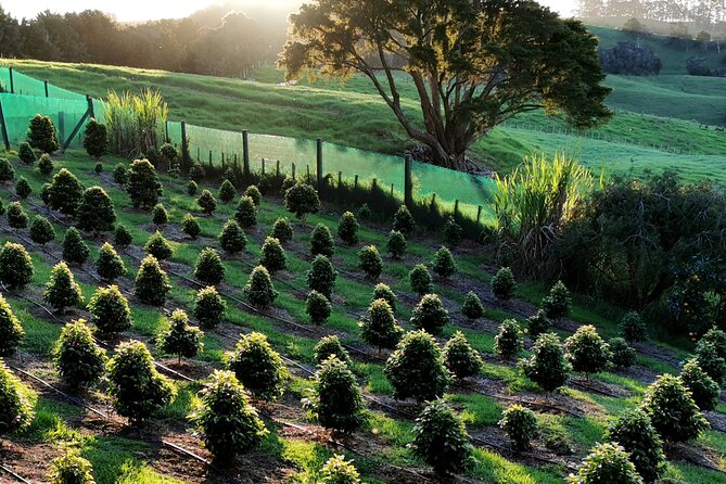 Private Coffee Farm Tour in Doubtless Bay - Recap of the Tour