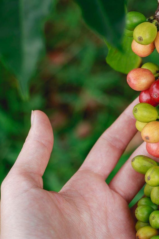 Private Coffee Plantation Tour With Tasting and Lunch - Itinerary Details
