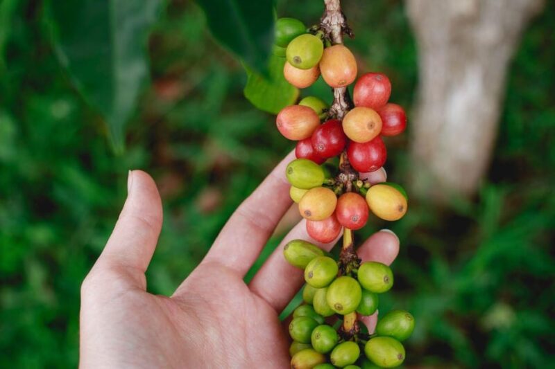 Private Coffee Plantation Tour With Tasting and Lunch - Experience Highlights