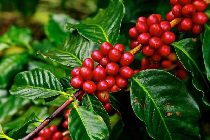 Private Coffee Plantation Tour With Tasting and Lunch - Private Transportation
