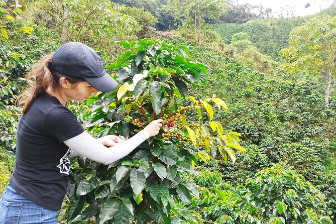 Private Coffee Tour Near Medellín, From Bean to Cup. - Meeting and Pickup Details