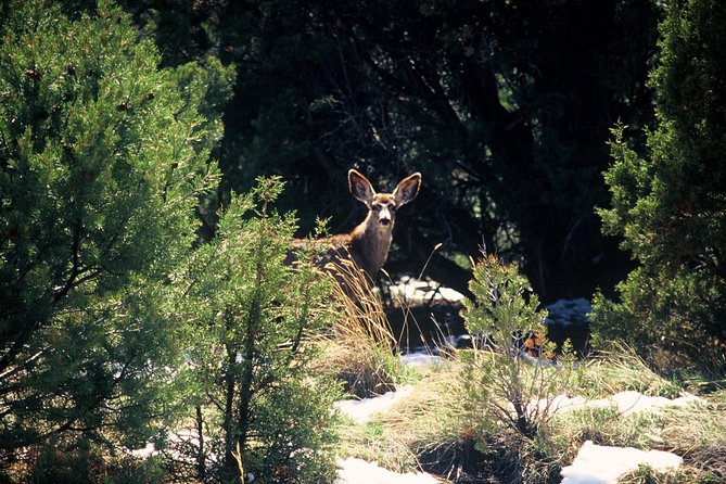 Private Colorado Plateau Ascent: Guided Hummer Tour in Sedona - Reviews
