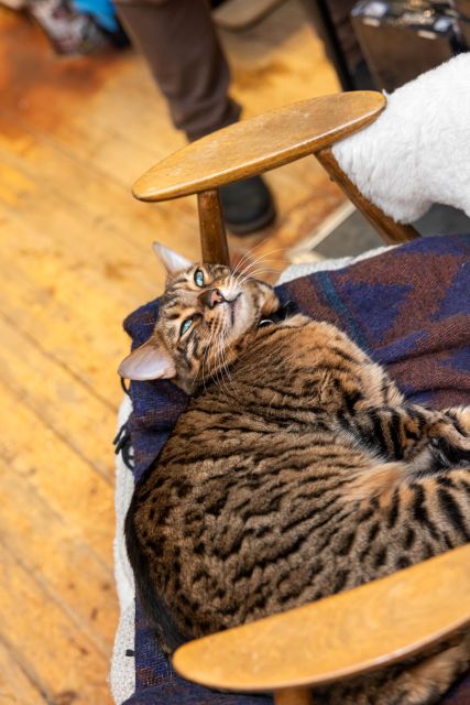 Private Combo Reykjavik Folklore & CatWalk - Significance of Cats in Iceland
