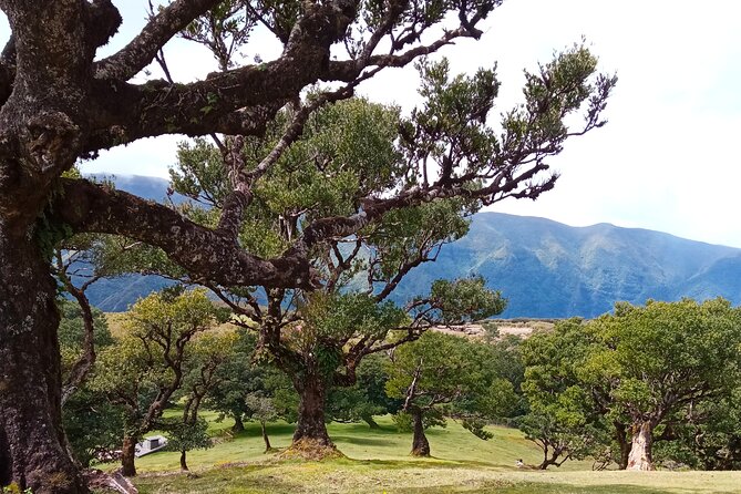 Private Complete Madeira Island Tour Full Day - Personalized Tour Experience