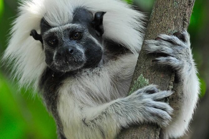 Private Cotton-Top Tamarin Adventure Tour - Key Points