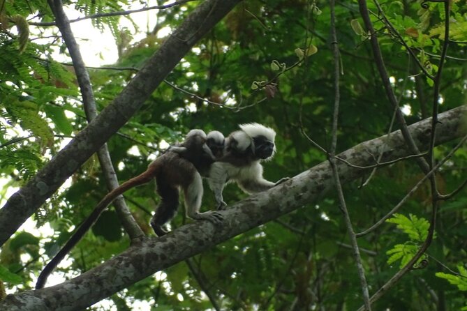 Private Cotton-Top Tamarin Adventure Tour - Itinerary Details
