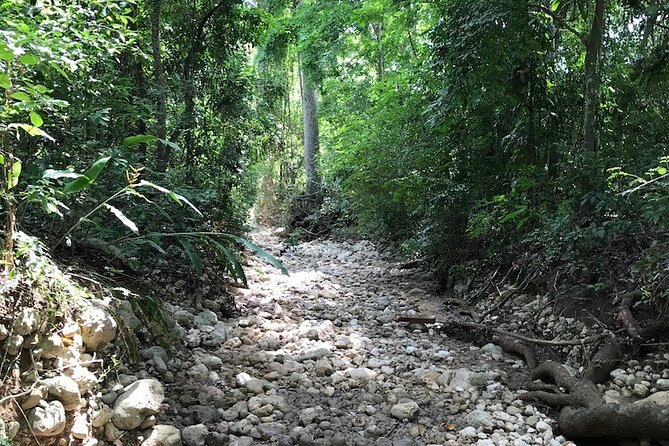 Private Cotton-Top Tamarin Adventure Tour - Responsible Tourism