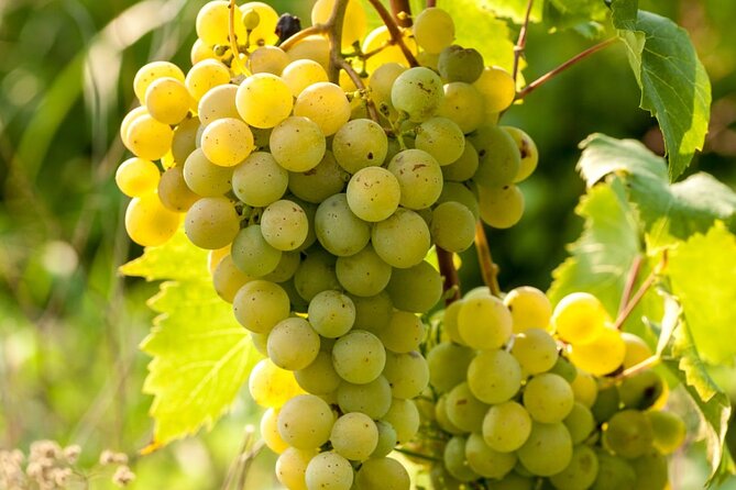 Private Countryside Tour With Wine Tasting In Stunning Surrey - Tour Highlights
