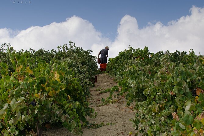 Private Cretan Gastronomic Experience Winery Visit With Tastings & Cooking Class - Crete Gastronomic Experience