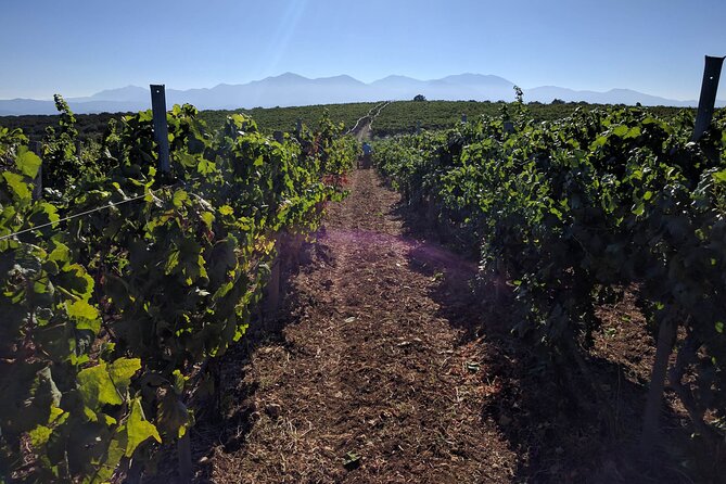 Private Cretan Gastronomic Experience Winery Visit With Tastings & Cooking Class - Frequently Asked Questions
