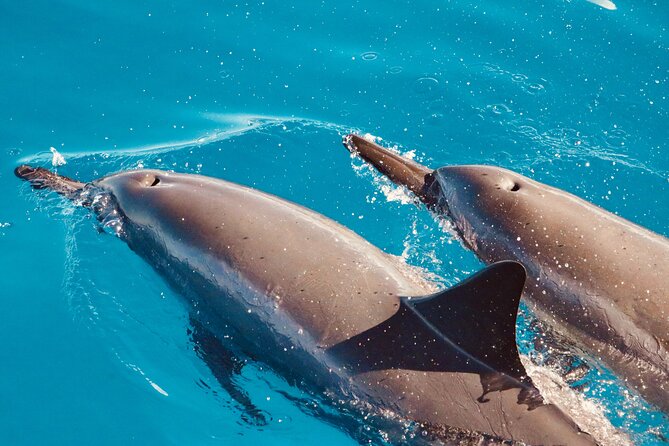Private Cruise Swim With Dolphin - Key Points