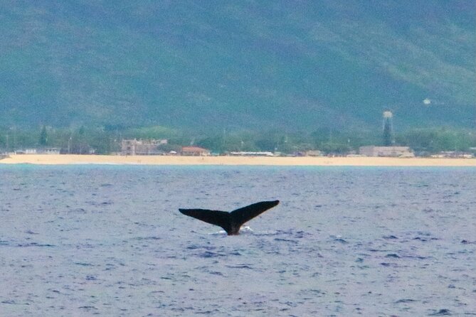 Private Cruise Swim With Dolphin - Pickup and Transportation