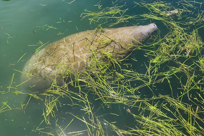 Private Crystal River Wildlife Boat Tour - Whats Included
