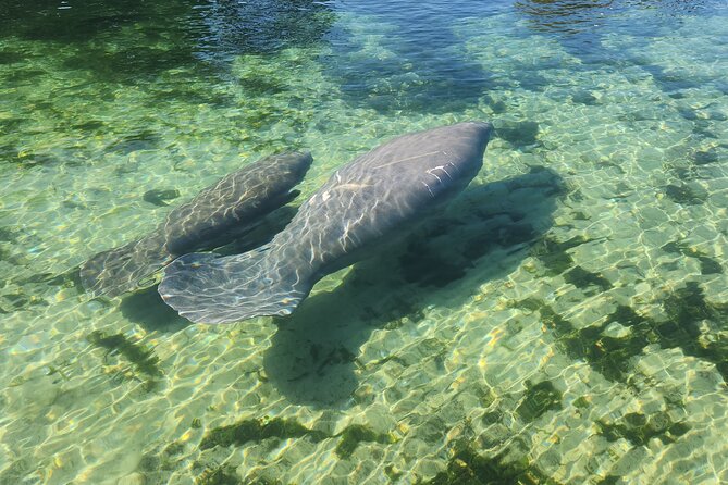 Private Crystal River Wildlife Boat Tour - Tour Duration
