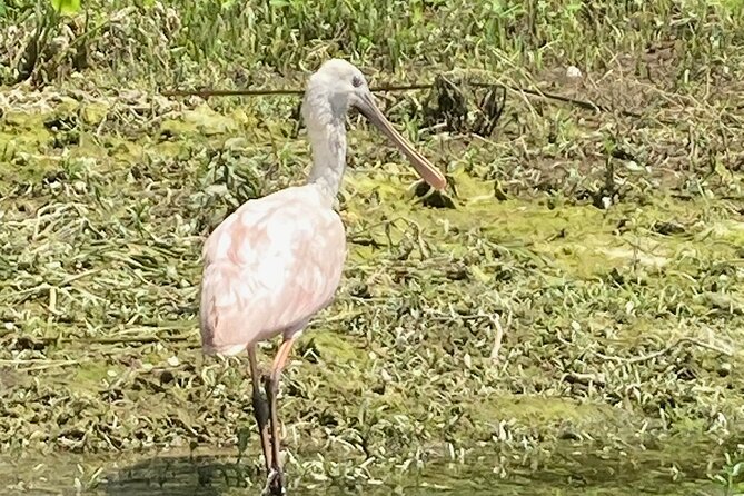 Private Crystal River Wildlife Boat Tour - Transportation Options