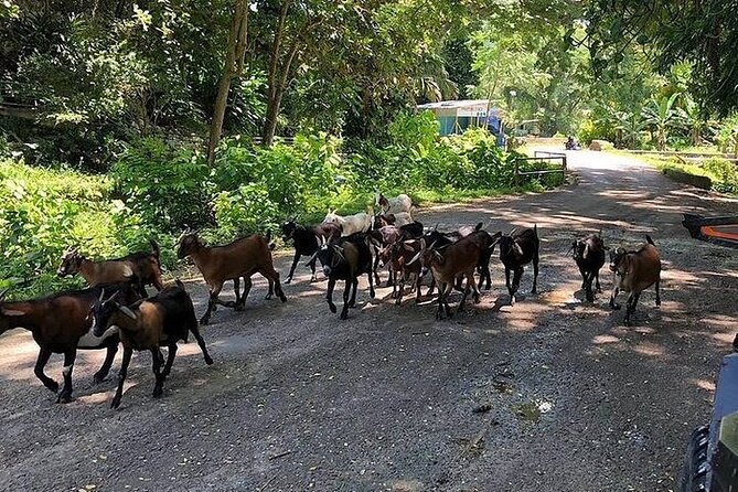 Private Cultural 3-Hour Safari Tour in an ATV From Montego Bay - Taking in the Culture