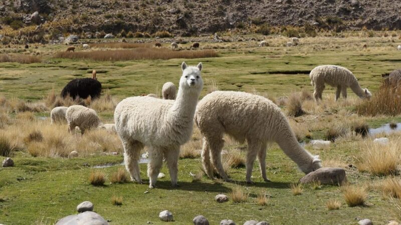 PRIVATE CULTURAL TOUR: SALAR DE UYUNI AND LLAMAS GRAZING - Itinerary Highlights