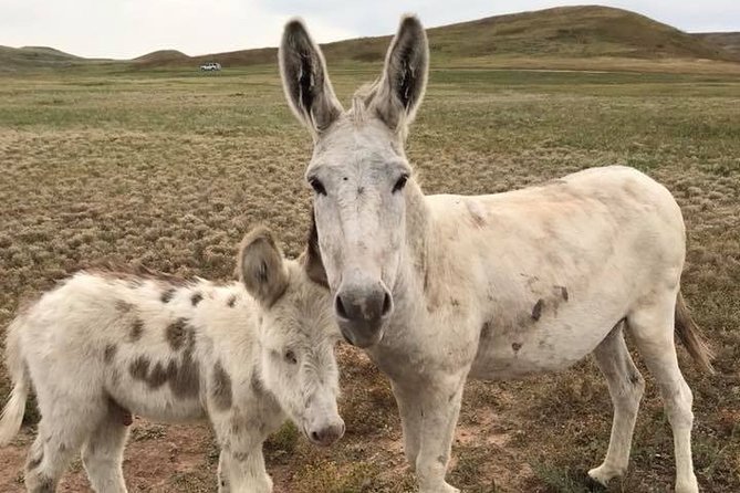 Private Custer State Park Safari and Hiking Tour - Additional Information