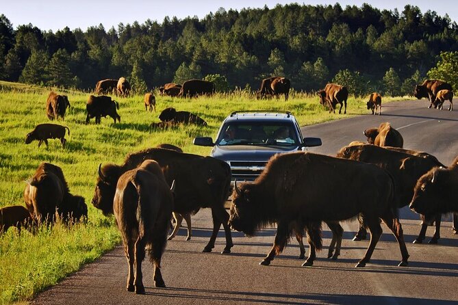 Private Custer State Park Safari and Hiking Tour - Preparing for the Tour