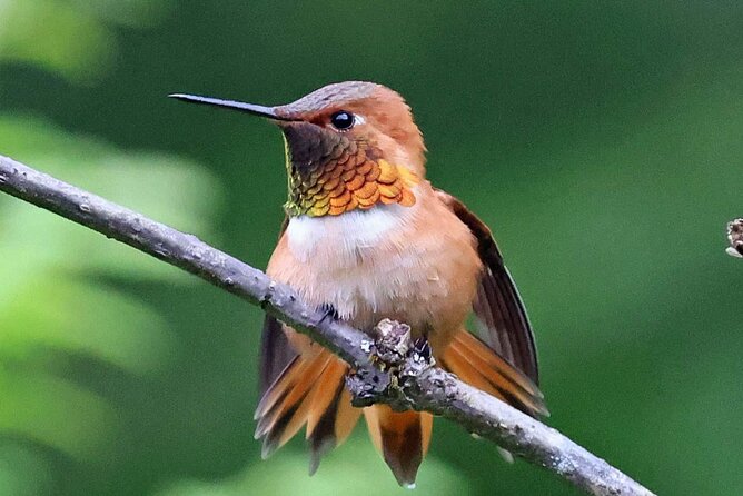 Private Custom Excursion With a Local for up to 14 People - Observing Local Wildlife