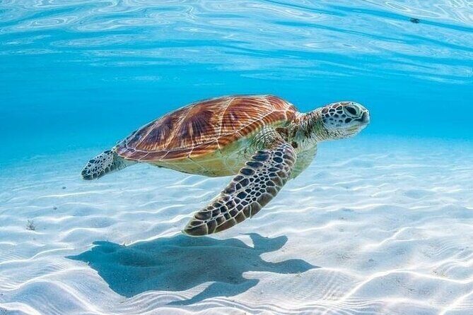 Private Custom Snorkeling and Cruising Experience in Aruba - Key Points