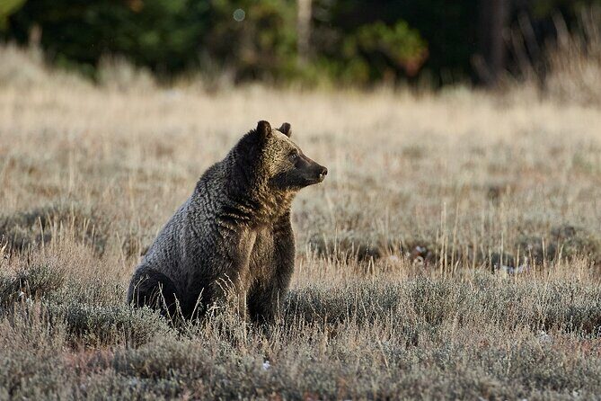 Private, Custom Yellowstone Wildlife Tours & Photo Safaris - An In-Depth Look at the Experience