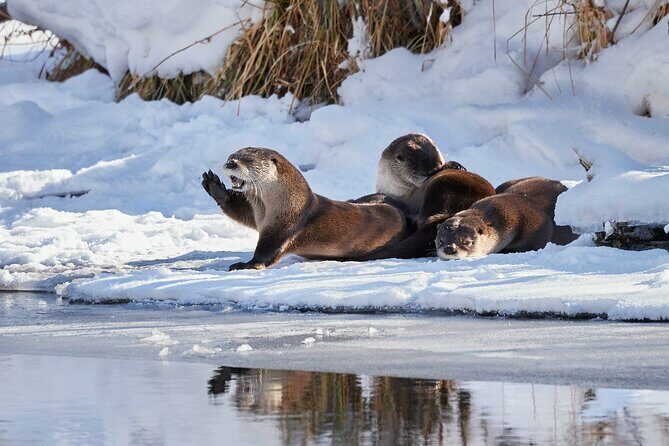Private, Custom Yellowstone Wildlife Tours & Photo Safaris - FAQ
