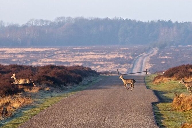 Private Customizable Day Tour (+/-8 Hrs) From Amsterdam - Customer Feedback and Host Responses
