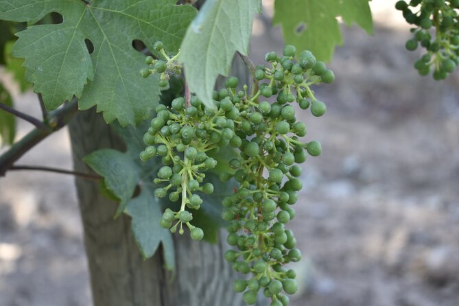 Private, Customized Napa Valley Wine Tasting Tour 10 Passenger - Key Points