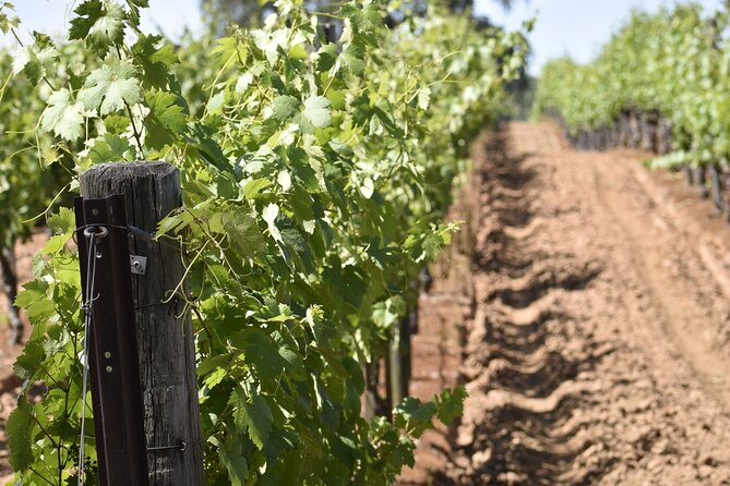 Private, Customized Napa Valley Wine Tasting Tour 10 Passenger - Pickup Details