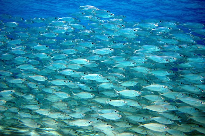 Private Customized South Island Tour and Snorkel Combo - Accessibility and Participation