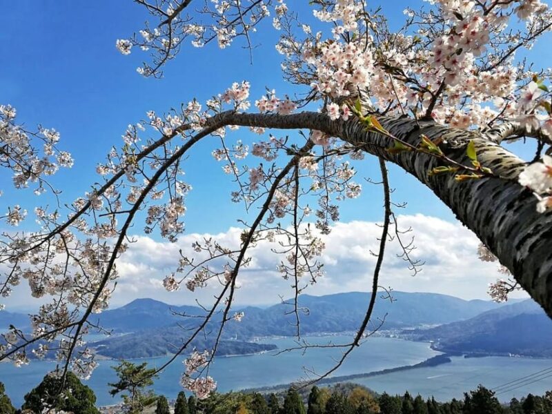 Private Customized Tour in Amanohashidate and Ine-Cho Area - Comfortable Transportation