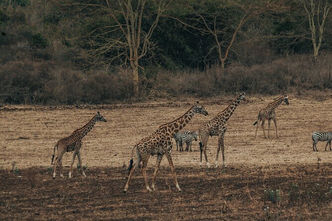 Private Cycle to Kilimanjaro Bike Park Safari - Pickup Information