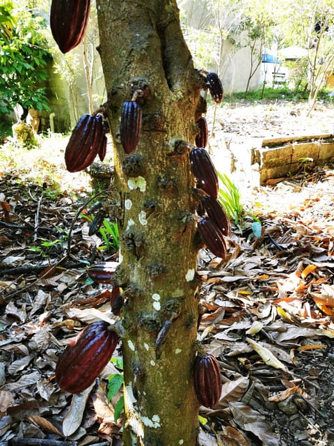 Private Damajagua Waterfalls Canyoning + Cocoa & Coffee Tour - Tour Overview and Pricing