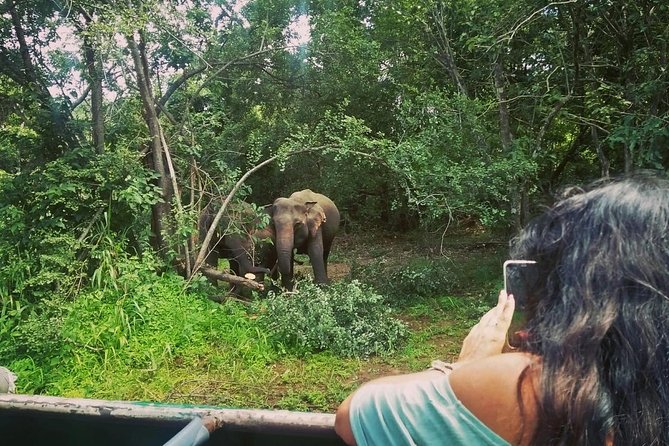 Private Dambulla Sigiriya Tour From Kandy With Lunch - Minneriya National Park Safari