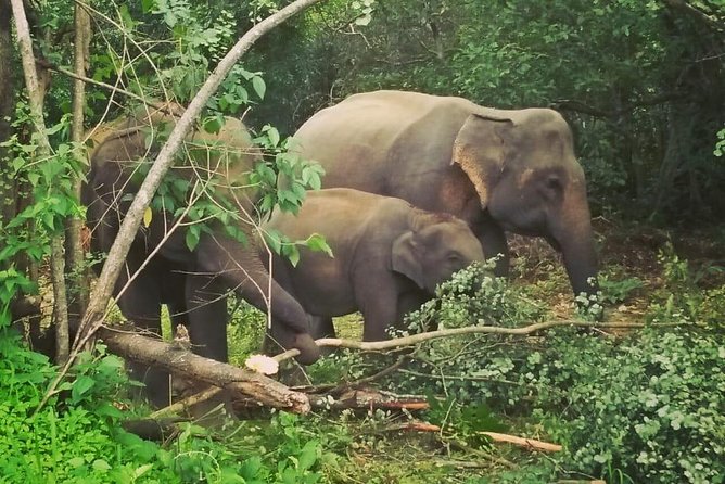 Private Dambulla Sigiriya Tour From Kandy With Lunch - Local Village Tour