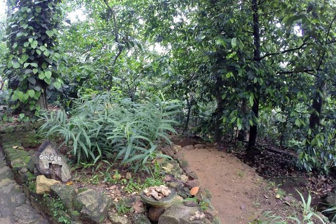 Private Dambulla Sigiriya Tour From Kandy With Lunch - Transport and Guide