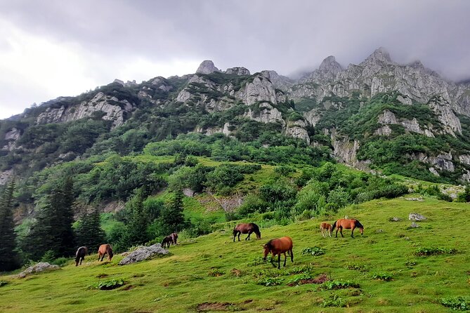 Private Day Hike From Brasov to Malaiesti Cottage - Cancellation Policy