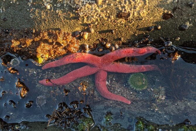 Private Day Hike- Rialto Beach Tide Pooling - Nutritious Trail Snacks