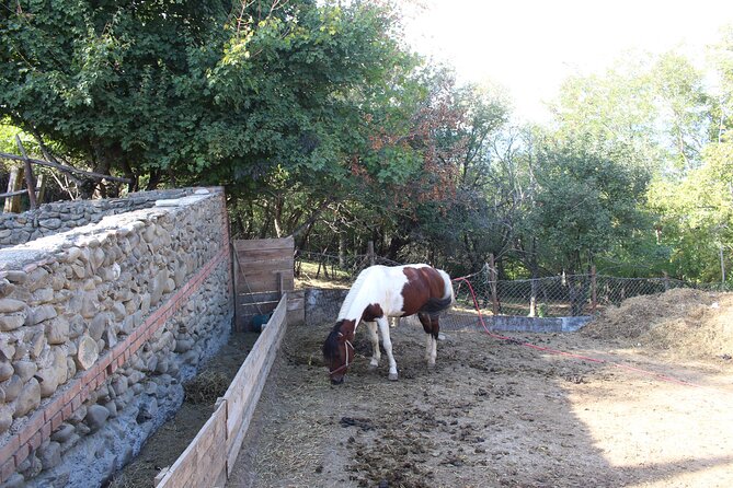 Private Day Horse Riding Trip to Sighnaghi With Lunch and Wine/Beer. - Highlights of the Sighnaghi Countryside