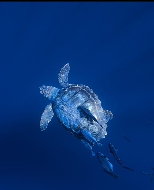 Private Day Seafari in the Azores Follow Marine Biologist - Key Points