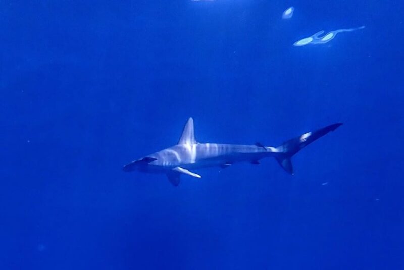 Private Day Seafari in the Azores Follow Marine Biologist - Underwater Discoveries